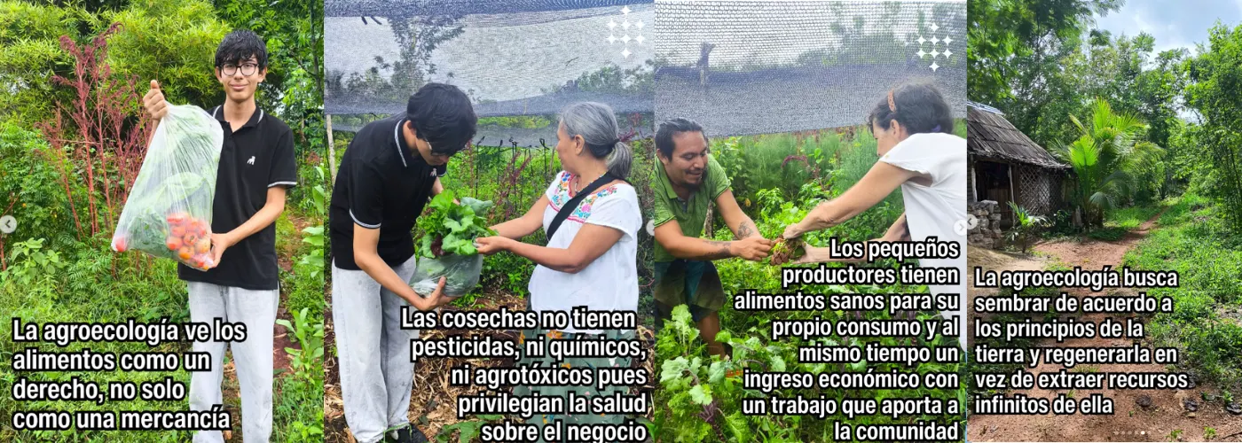 Oferta Yuca