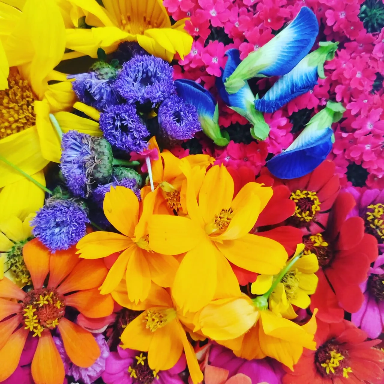 Mix de flores comestibles (Domo grande )