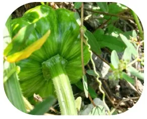 Calabaza verde (kg)