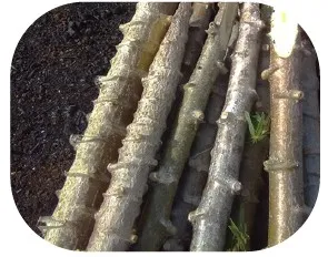 Yuca criolla (kg)