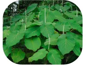 Hoja santa (kg)