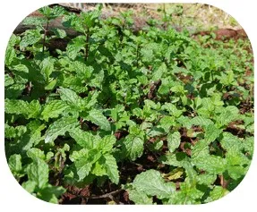 Yerbabuena (kg)