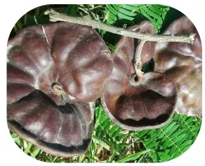 Semillas de parota (kg)