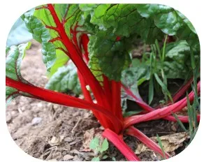Acelga roja (kg)